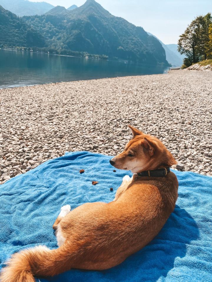 Urlaub am Strand mit Ihrem Hund am Idrosee 
